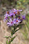 New England aster